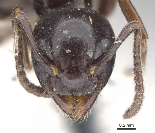 Dolichoderus taschenbergi - CASENT0902961
