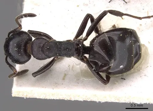 Dolichoderus taschenbergi - CASENT0909457