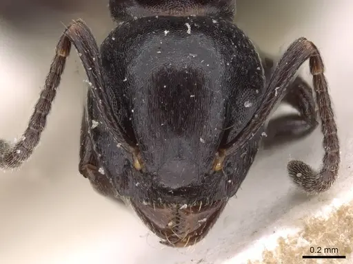 Dolichoderus taschenbergi - CASENT0909457