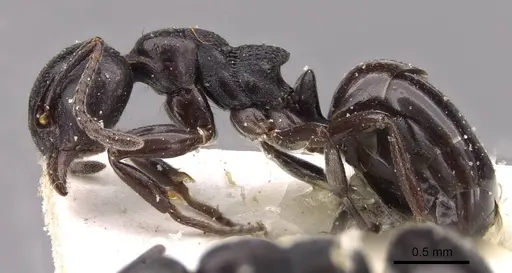 Dolichoderus taschenbergi - CASENT0909457