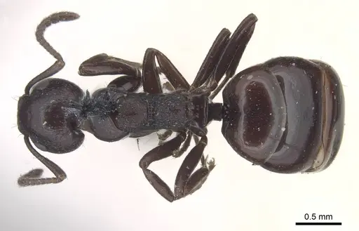 Dolichoderus taschenbergi - CASENT0915568