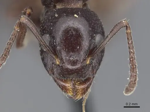Dolichoderus taschenbergi - CASENT0915568