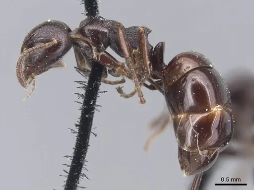 Dolichoderus taschenbergi - CASENT0915568