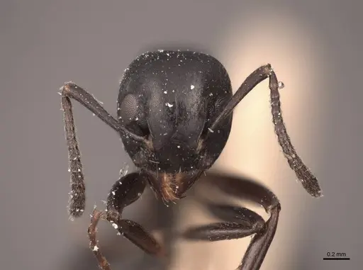 Dolichoderus taschenbergi - FMNHINS0000045083