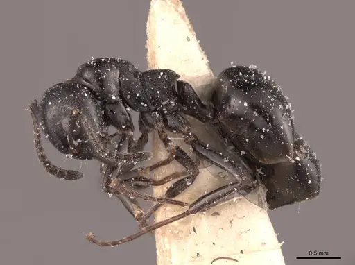 Dolichoderus taschenbergi - FMNHINS0000045083