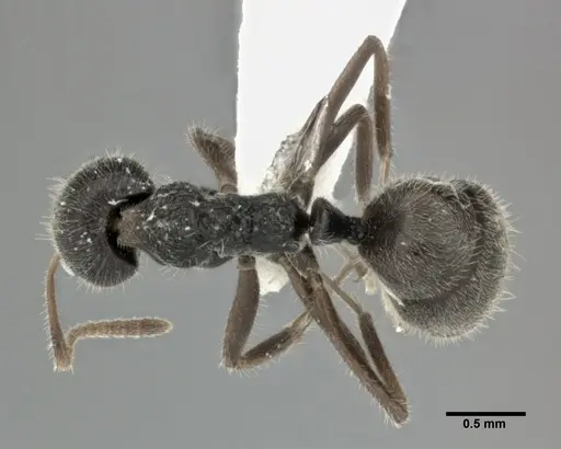 Dolichoderus thoracicus specimen