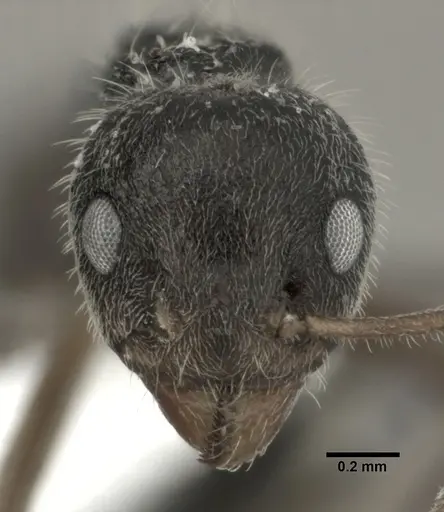 Dolichoderus thoracicus specimen