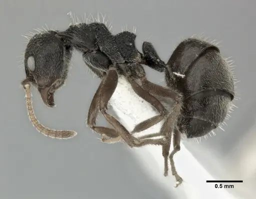 Dolichoderus thoracicus specimen