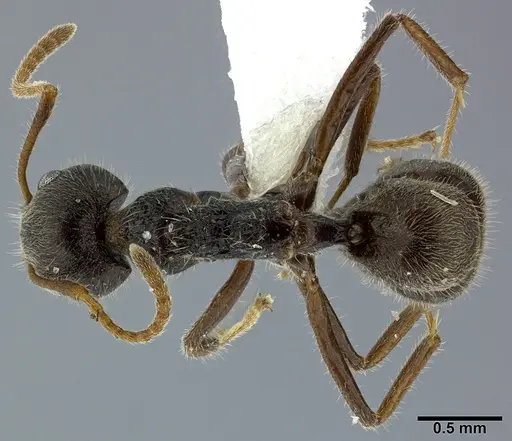 Dolichoderus thoracicus - CASENT0246571