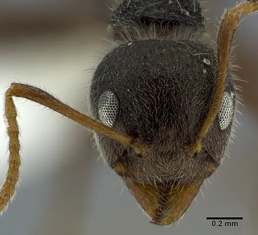 Dolichoderus thoracicus - CASENT0246571