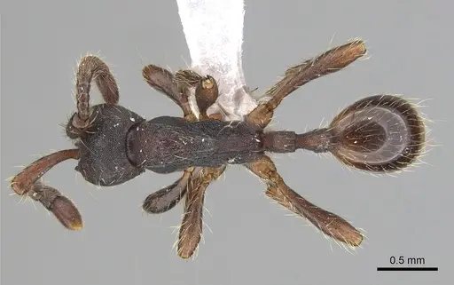 Dolichoderus thoracicus - CASENT0249264