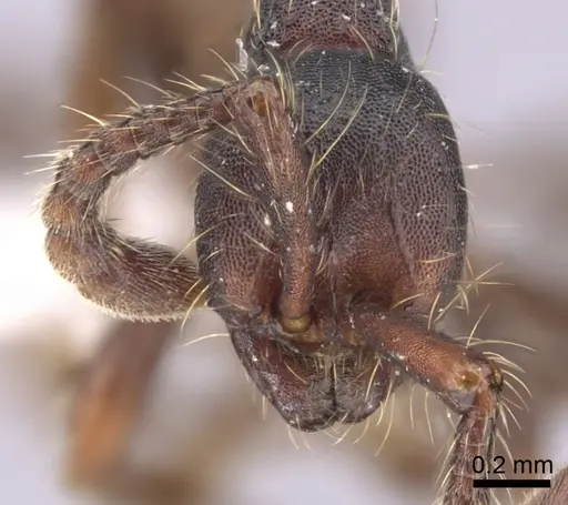 Dolichoderus thoracicus - CASENT0249264