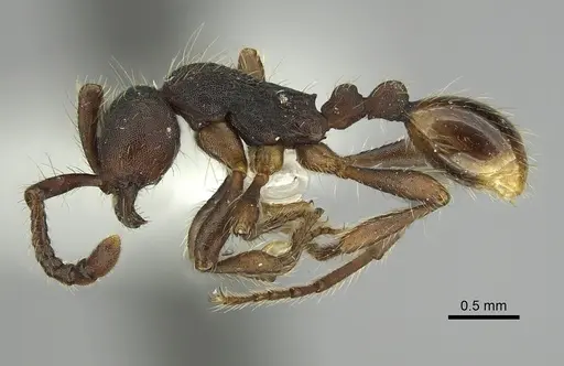 Dolichoderus thoracicus - CASENT0249264