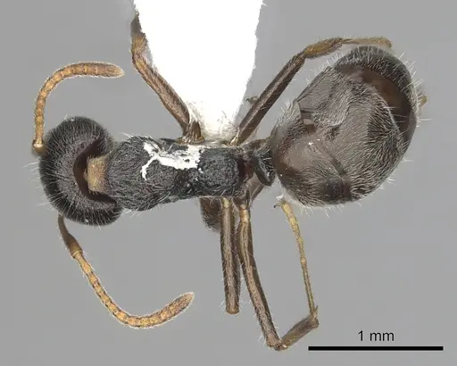 Dolichoderus thoracicus - CASENT0249576