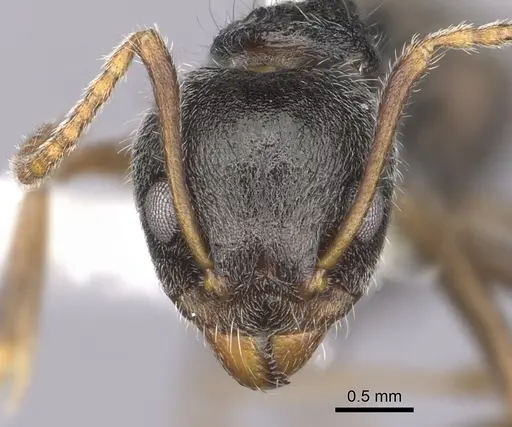 Dolichoderus thoracicus - CASENT0249576