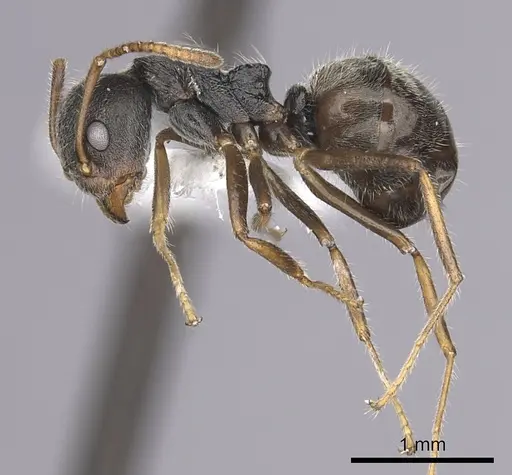 Dolichoderus thoracicus - CASENT0249576