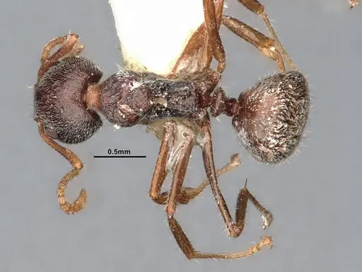 Dolichoderus thoracicus - CASENT0886094