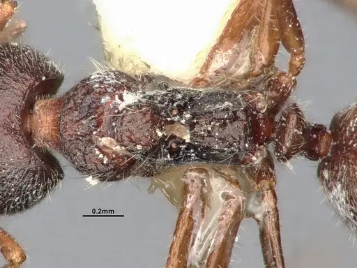 Dolichoderus thoracicus - CASENT0886094