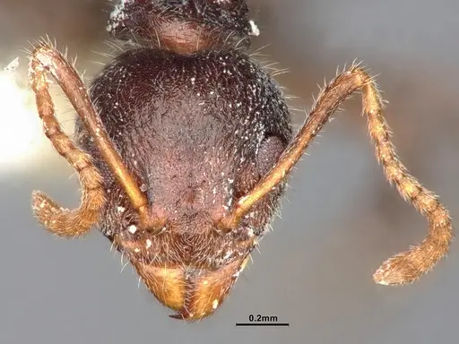 Dolichoderus thoracicus - CASENT0886094