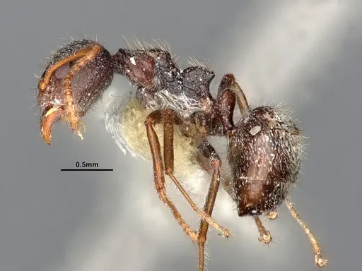 Dolichoderus thoracicus - CASENT0886094