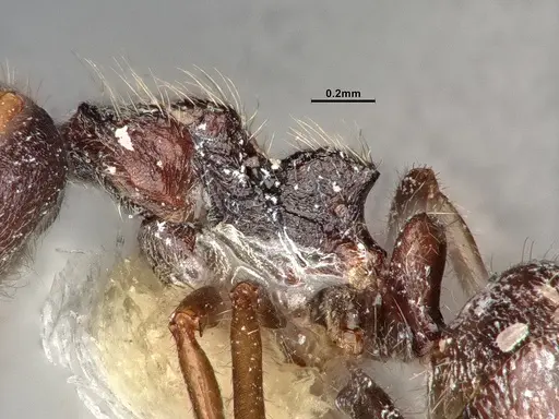 Dolichoderus thoracicus - CASENT0886094