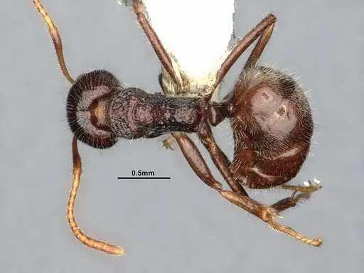 Dolichoderus thoracicus - CASENT0886095