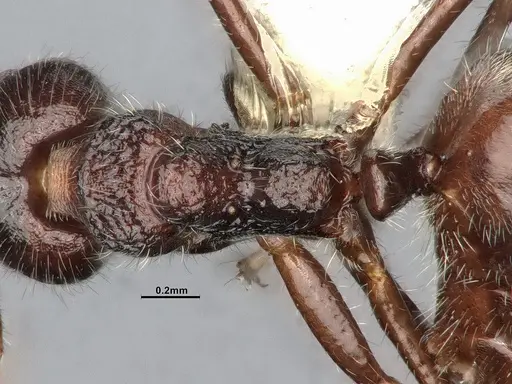 Dolichoderus thoracicus - CASENT0886095