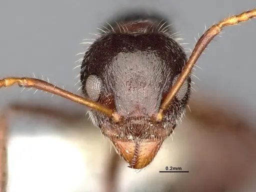 Dolichoderus thoracicus - CASENT0886095