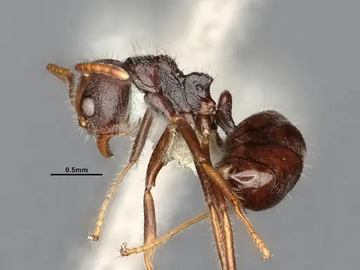 Dolichoderus thoracicus - CASENT0886095