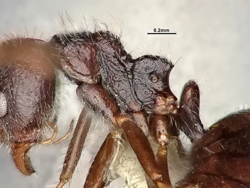 Dolichoderus thoracicus - CASENT0886095