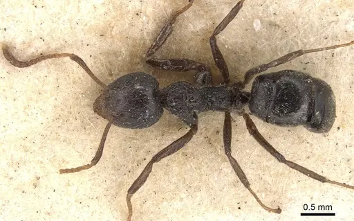 Dolichoderus thoracicus - CASENT0901926