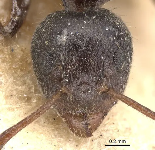 Dolichoderus thoracicus - CASENT0901926