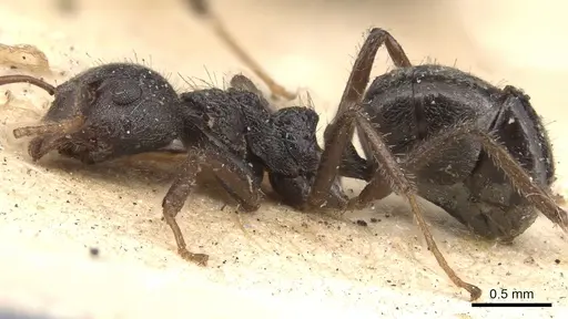 Dolichoderus thoracicus - CASENT0901926