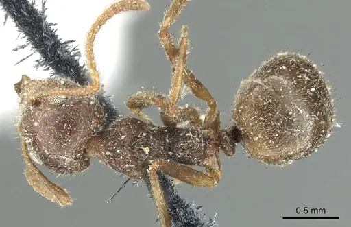 Dolichoderus thoracicus - CASENT0902976