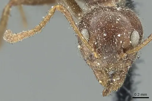 Dolichoderus thoracicus - CASENT0902976