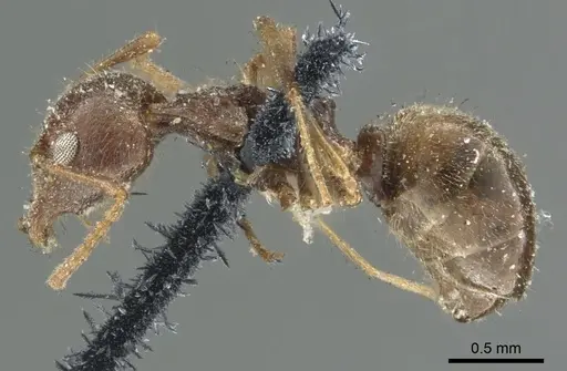 Dolichoderus thoracicus - CASENT0902976