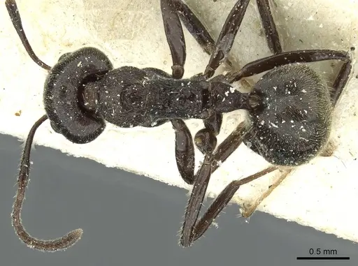 Dolichoderus thoracicus - CASENT0911514