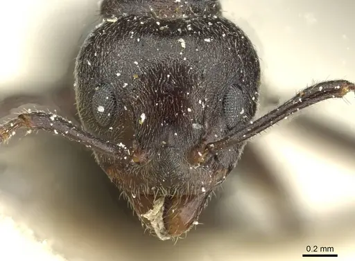 Dolichoderus thoracicus - CASENT0911514