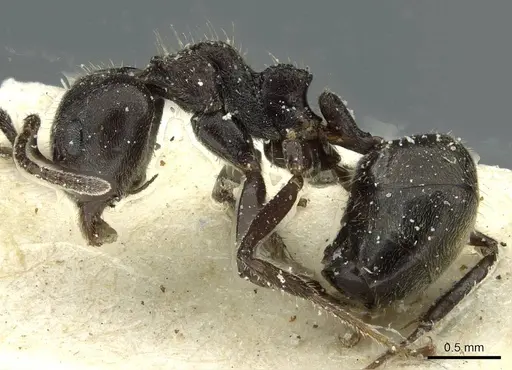Dolichoderus thoracicus - CASENT0911514