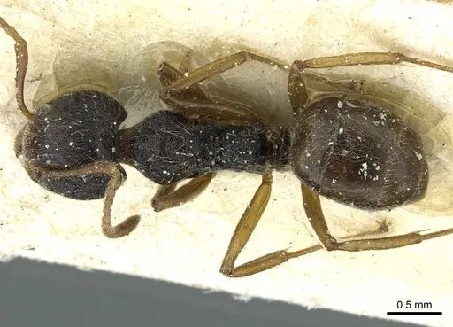 Dolichoderus thoracicus - CASENT0911515