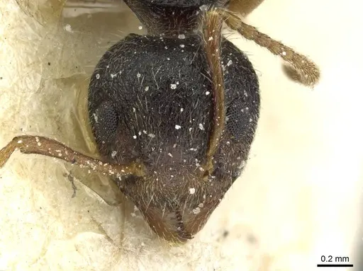 Dolichoderus thoracicus - CASENT0911515