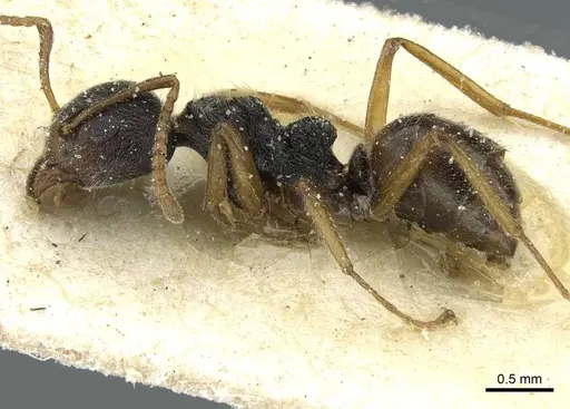 Dolichoderus thoracicus - CASENT0911515