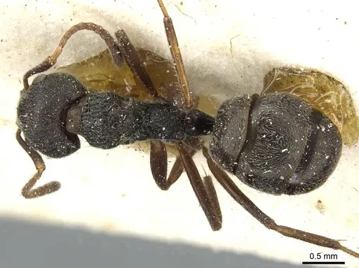 Dolichoderus thoracicus - CASENT0911516