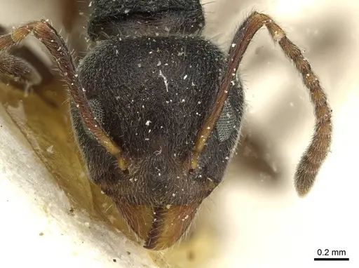 Dolichoderus thoracicus - CASENT0911516