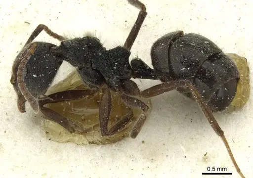 Dolichoderus thoracicus - CASENT0911516