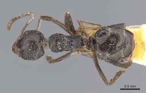 Dolichoderus thoracicus - CASENT0915560