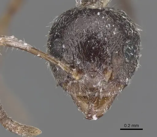 Dolichoderus thoracicus - CASENT0915560