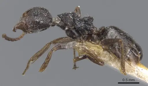 Dolichoderus thoracicus - CASENT0915560