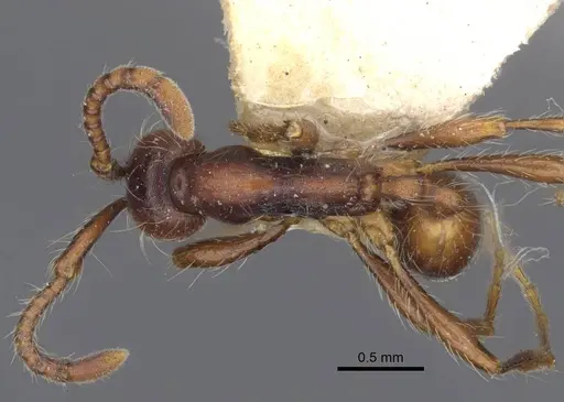 Dolichoderus thoracicus - CASENT0916862