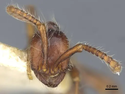 Dolichoderus thoracicus - CASENT0916862